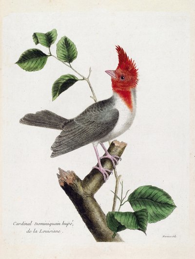 Zoological Chart (Ornithology): Dominican Cardinal Hupe (Parare Huppe or Paroaria Coronata) on a Branch. Illustration in 