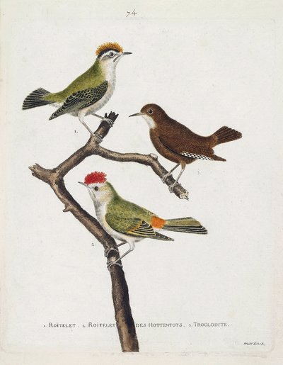 Zoological chart (ornithology). From top to bottom: roitelet (triple bandage or regulus ignicapilla), troglodyte (cute troglodyte or troglodyte) and roitelet of hottentots (ruby crown) on a branch. Illustration in 