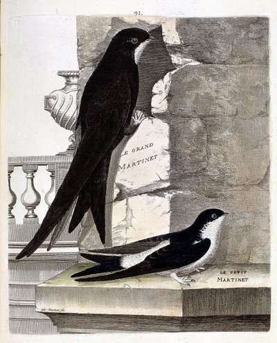 Zoological chart (ornithology): Great Swift and Small Swift. Illustration in 