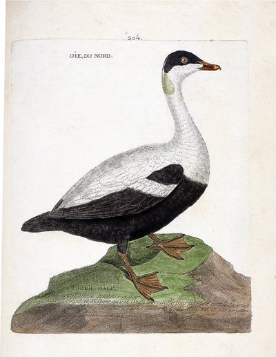 Zoological chart (ornithology): Northern goose or eider (somateria mollissima). Illustration in 