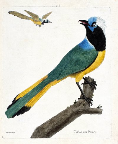 Zoological Chart (Ornithology): Perou Jay (Green Jay or Cyanocorax Yncas) on a Branch. Illustration in 