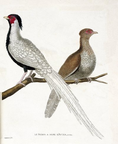 Zoological chart (ornithology): The pheasant has a Chinese steel hupe and its female (silver pheasant or Lophura nycthemera) on a branch. Illustration in 