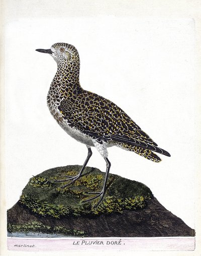 Zoological chart (ornithology): casoar. Illustration in 