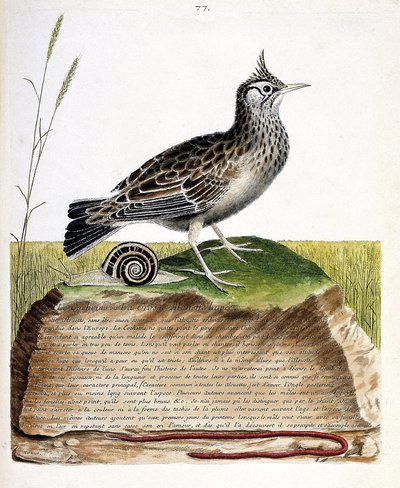 Zoological chart (ornithology): cochevis (cochevis huppe or Galerida cristata). Illustration in 