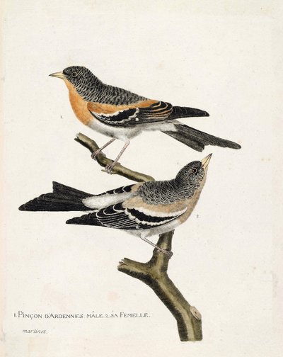 Zoological chart (ornithology): from top to bottom: The male and female Ardennes pinson (northern pinson or fringilla montifringilla) on a branch. Illustration in 