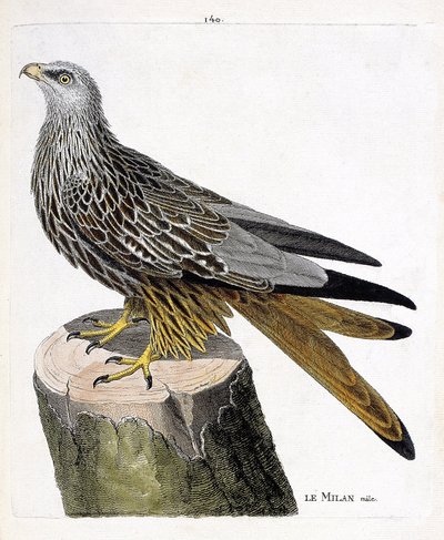 Zoological chart (ornithology): male Milan (royal or milvus milvus). Illustration in “The History of the Birds, Painted in Their Appearing and Sensitive Aspects” by Francois Nicolas Martinet