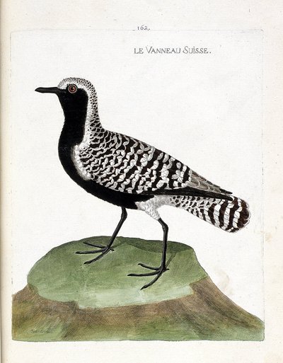 Zoological chart (ornithology): the Swiss lamb (silver plover or pluvialis squatarola). Illustration in 