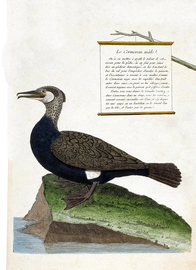 Zoological Chart (Ornithology): The Male Cormorant (Great Cormorant or Phalacrocorax Carbo). Illustration in 