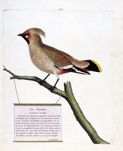Zoological chart (ornithology): the natural-sized jasper on a branch. Illustration in 