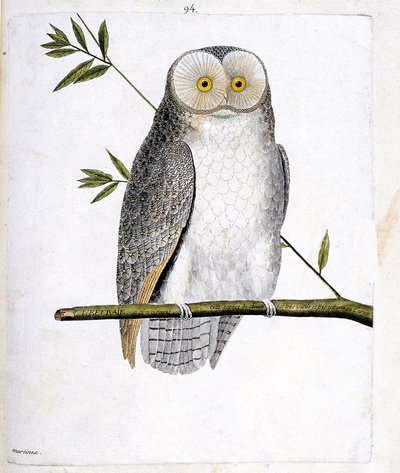 Zoological chart (ornithology): the owl (Barn Owl or Tyto Alba) on a branch. Illustration in 