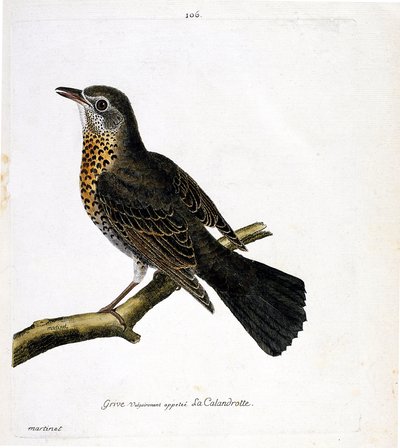 Zoological chart (ornithology): the thrush commonly called the calandrotte on a branch. Illustration in 