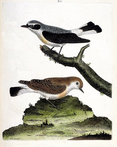 Zoological chart (ornithology): the vitrec (or motous) on the branch and its female (mottous stalk or oenanth). Illustration in 