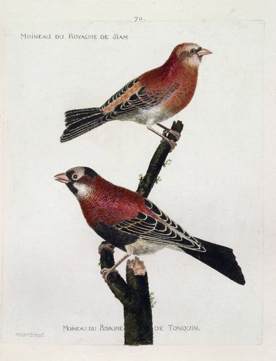 Zoological chart (ornithology): top to bottom: Sparrow of the kingdom of Siam (Crimson Roselin or carpodacus eruthrinus) and sparrow of the kingdom of tonquin (tonkin) on a branch. Illustration in 