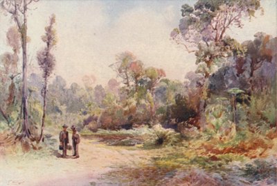 A Bush Road by Frank H Wright