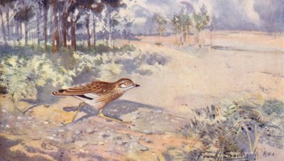 Wild Life in East Anglia: Stone Curlew by Frank Southgate