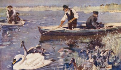 Wild Life in East Anglia: Swan-Upping by Frank Southgate