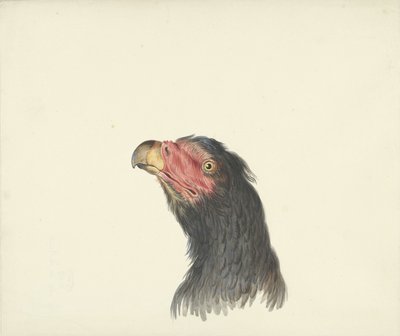 Head of a Vulture by François Levaillant (circle of)