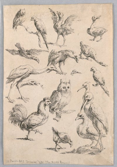 Assortment of Birds, from the 
