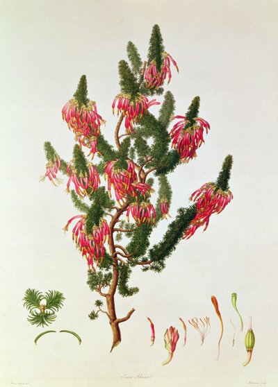 Heather, Erica Sebana, engraved by Mackenzie by Franz Andreas Bauer