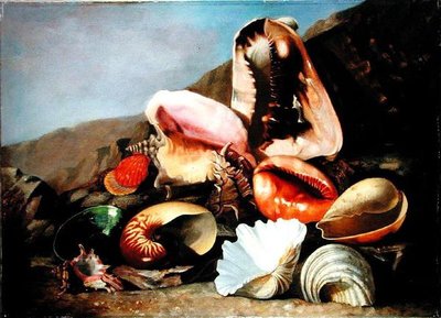 Still Life of Shells by Franz Anton von Scheidel