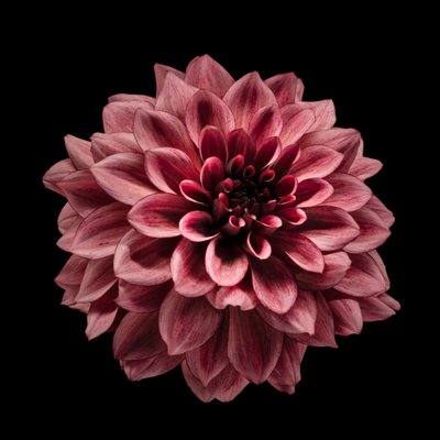 Rich Burgundy Dahlia by Fred Louwen