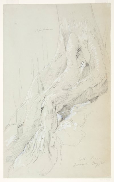 Cotton Tree Roots Growing on a Slope, Jamaica by Frederic Edwin Church
