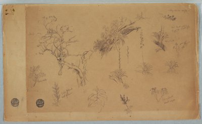 A Group of Thirteen Botanical Studies from Colombia or Ecuador, 1853 by Frederic Edwin Church