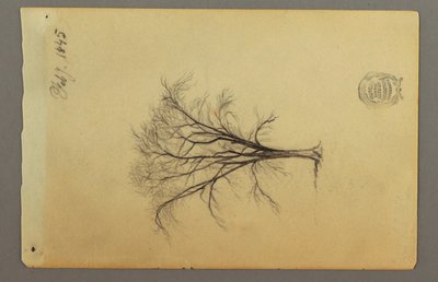 A Leafless Tree, February 1845 by Frederic Edwin Church