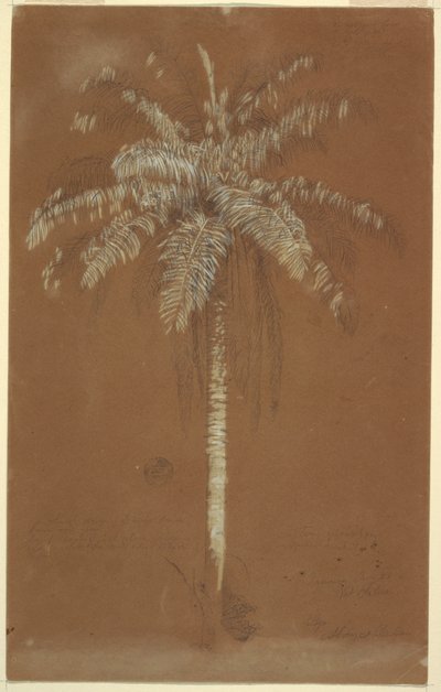Abaye Palm, Mt. Salus, Jamaica, June 1865 by Frederic Edwin Church