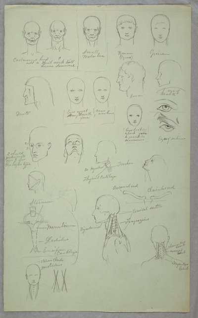 Anatomical Studies, 1865–70 by Frederic Edwin Church