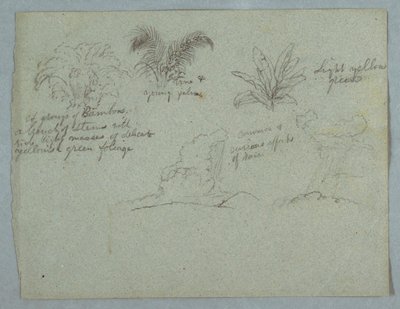 Bamboos, Vine and a Young Palm, Plant, and Two Scenes of Rain Falling from Clouds over Ridges, Rio Magdalena, Colombia, 1853, probably May by Frederic Edwin Church