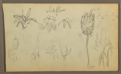 Botanical Sketches, 1857 by Frederic Edwin Church