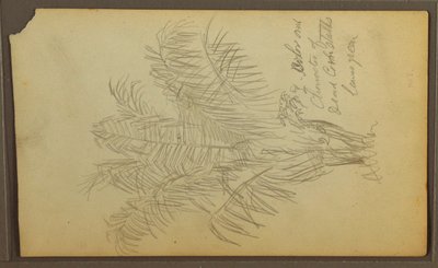 Botanical Sketches, 1857 by Frederic Edwin Church
