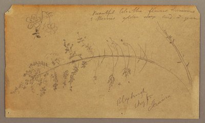 Botanical Sketches, August 1865 by Frederic Edwin Church