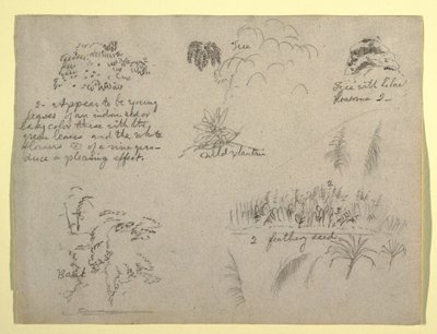Botanical Sketches, Colombia, 1853 by Frederic Edwin Church