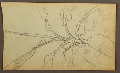 Botanical Sketches, Ecuador or Colombia; Verso: Botanical Sketches, 1857 by Frederic Edwin Church