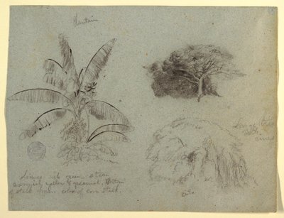 Botanical Sketches, South America, May 1853? by Frederic Edwin Church