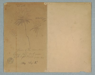 Botanical Sketches: A Branch, A Tree, and A Tree Top, South America, September 2, 1853 by Frederic Edwin Church