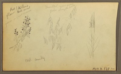 Botanical Sketches, House; Botanical Sketches, 1857 by Frederic Edwin Church