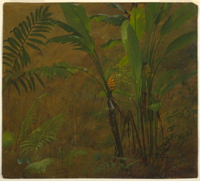Botanical Studies from Jamaica, West Indies, June 1887 by Frederic Edwin Church