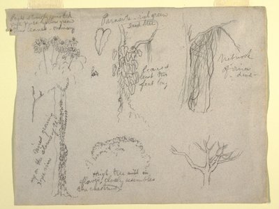 Botanical Studies Made from the Rio Magdalena, Colombia: Parasite, Dead Tree, 1853 by Frederic Edwin Church