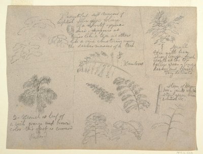 Botanical Studies, Seen from the Rio Magdalena, Colombia, 1853 by Frederic Edwin Church