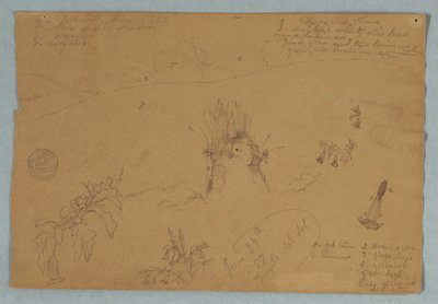 Drawing. Botanical and Cloud Sketches Near Quito, Ecuador by Frederic Edwin Church