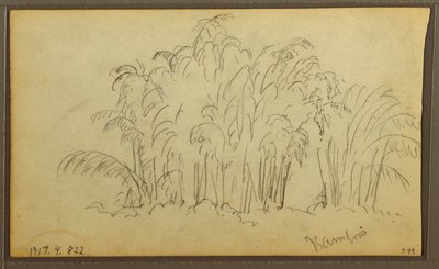 Cows in Landscape; Verso: Bamboo by Frederic Edwin Church