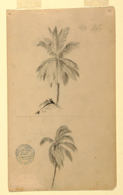 Two Sketches. Palms, 1857 by Frederic Edwin Church