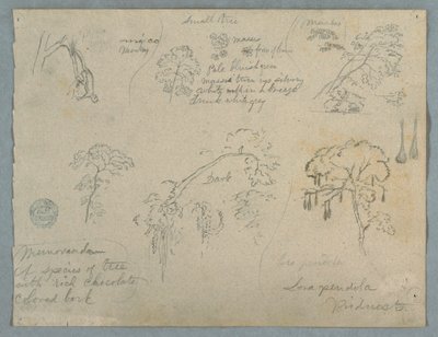 Five Botanical Studies with a Hanging Monkey, Probably Colombia, 1853 by Frederic Edwin Church