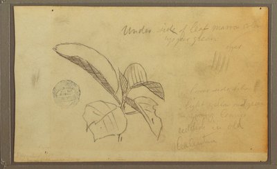 Leaves, 1857 by Frederic Edwin Church