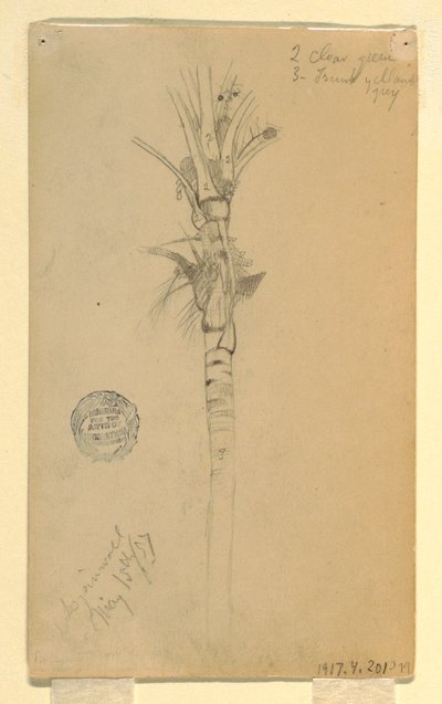 Leaves and Stem of a Palm Tree, Aspinwall, Panama, May 15, 1857 by Frederic Edwin Church