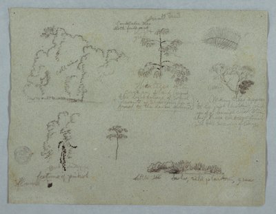 Nature Studies including a Candelabra Tree with a Sloth, Rio Magdalena, Colombia, May 1853 by Frederic Edwin Church