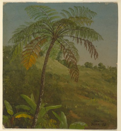 Palm Tree, Jamaica, June 1865 by Frederic Edwin Church